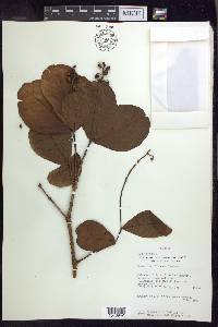 Byrsonima coccolobifolia image