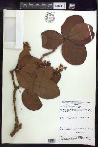 Byrsonima coccolobifolia image