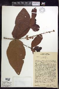 Byrsonima coccolobifolia image