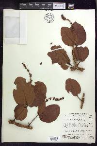 Byrsonima coccolobifolia image