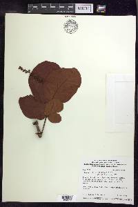 Byrsonima coccolobifolia image