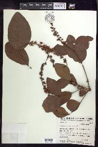 Byrsonima coccolobifolia image