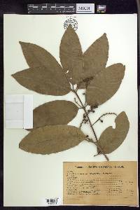 Bunchosia pallescens image