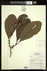 Byrsonima christianeae image