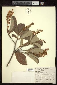 Byrsonima cydoniifolia image