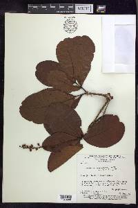 Byrsonima coccolobifolia image