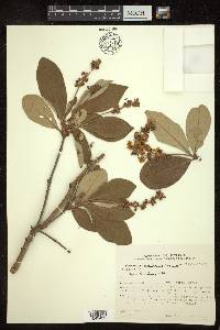 Byrsonima cydoniifolia image