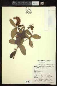 Byrsonima sericea image