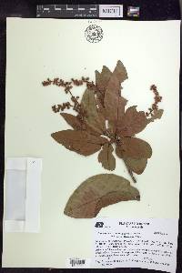 Byrsonima coccolobifolia image