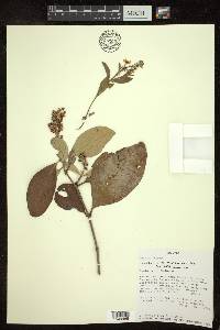 Byrsonima cydoniifolia image