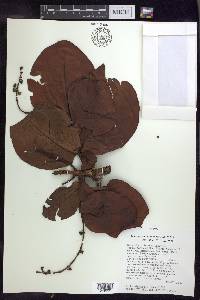 Byrsonima coccolobifolia image