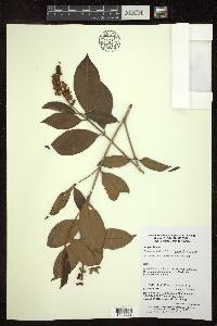 Byrsonima sericea image