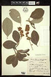 Byrsonima cydoniifolia image