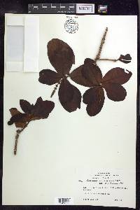 Byrsonima coccolobifolia image