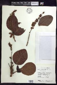 Byrsonima coccolobifolia image