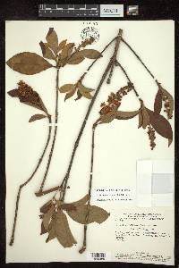 Byrsonima cydoniifolia image