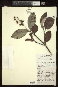 Byrsonima cydoniifolia image