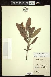 Byrsonima cydoniifolia image