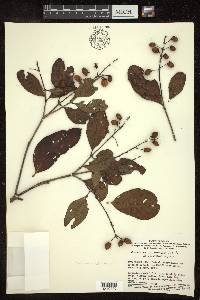 Byrsonima cydoniifolia image