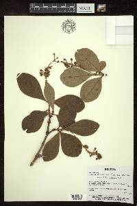 Byrsonima cydoniifolia image