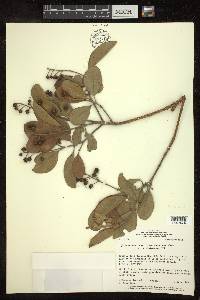 Byrsonima cydoniifolia image