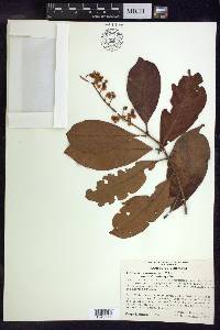 Byrsonima crassifolia image