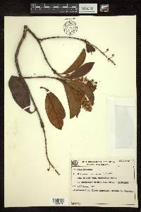 Byrsonima crassifolia image