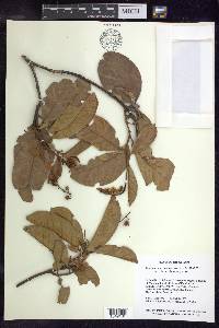 Byrsonima crassifolia image