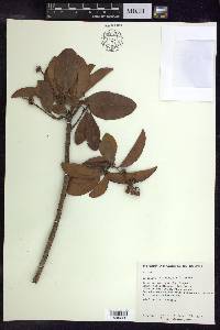 Byrsonima crassifolia image