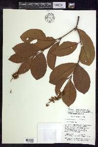 Byrsonima crassifolia image