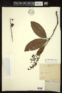 Byrsonima crassifolia image