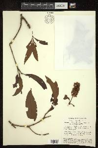 Byrsonima spicata image