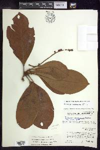 Byrsonima crassifolia image