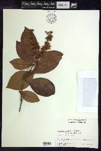 Byrsonima crassifolia image