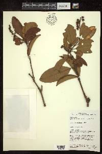 Byrsonima crassifolia image