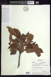 Byrsonima crassifolia image