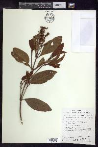 Byrsonima crassifolia image