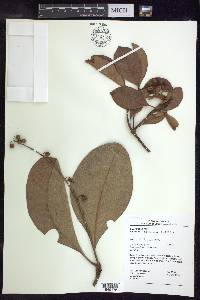 Byrsonima crassifolia image