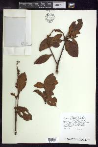 Byrsonima crassifolia image