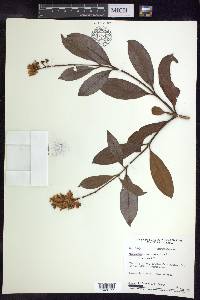 Byrsonima crassifolia image