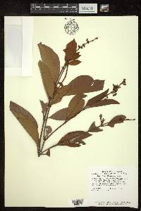 Byrsonima crassifolia image