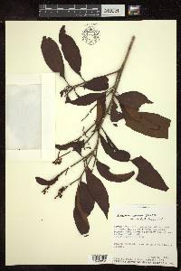 Byrsonima spicata image