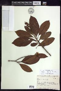 Byrsonima crassifolia image