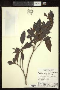 Byrsonima spicata image