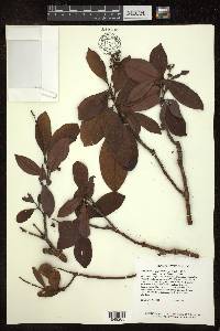 Byrsonima crassifolia image