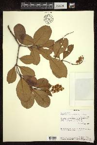 Byrsonima crassifolia image