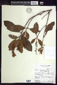 Byrsonima crassifolia image