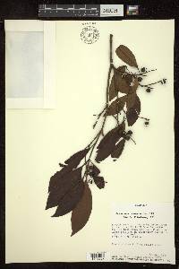 Byrsonima spicata image