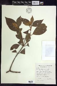 Byrsonima crassifolia image