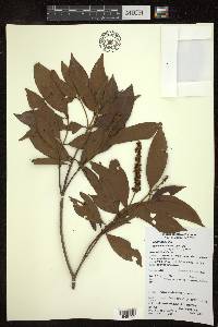Byrsonima spicata image